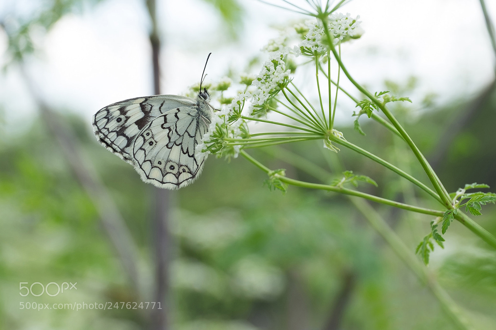 Fujifilm X-T1 sample photo. Dsf photography