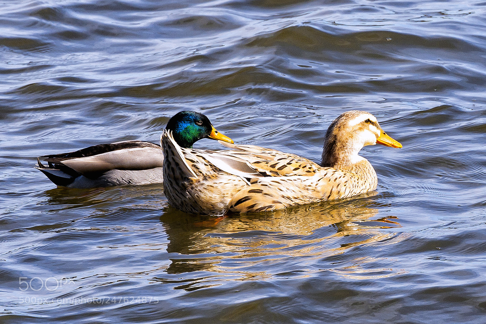 Canon EOS 400D (EOS Digital Rebel XTi / EOS Kiss Digital X) sample photo. Mallard male and female photography