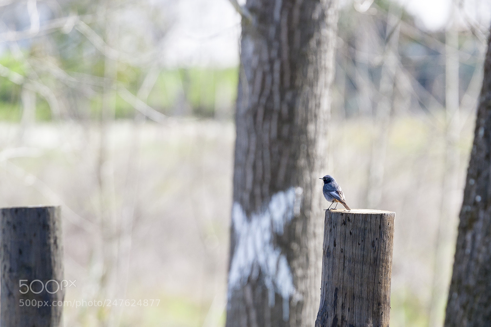 Canon EOS 400D (EOS Digital Rebel XTi / EOS Kiss Digital X) sample photo. The black redstart phoenicurus photography