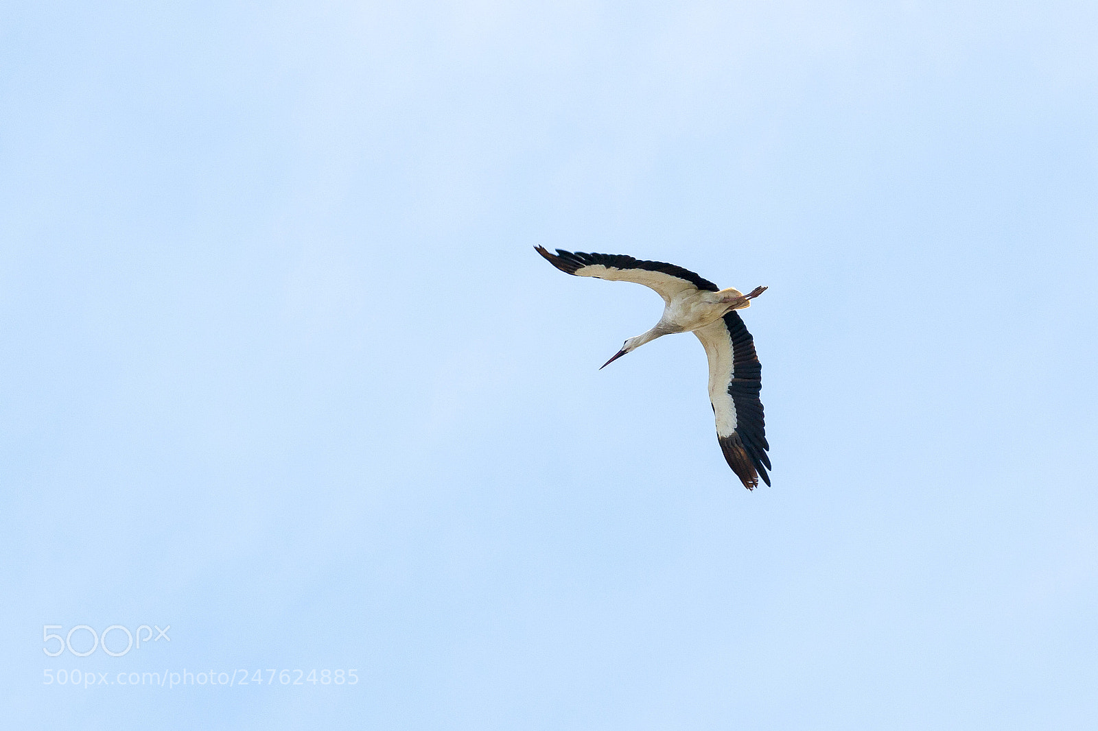 Canon EOS 400D (EOS Digital Rebel XTi / EOS Kiss Digital X) sample photo. White stork (ciconia ciconia) photography