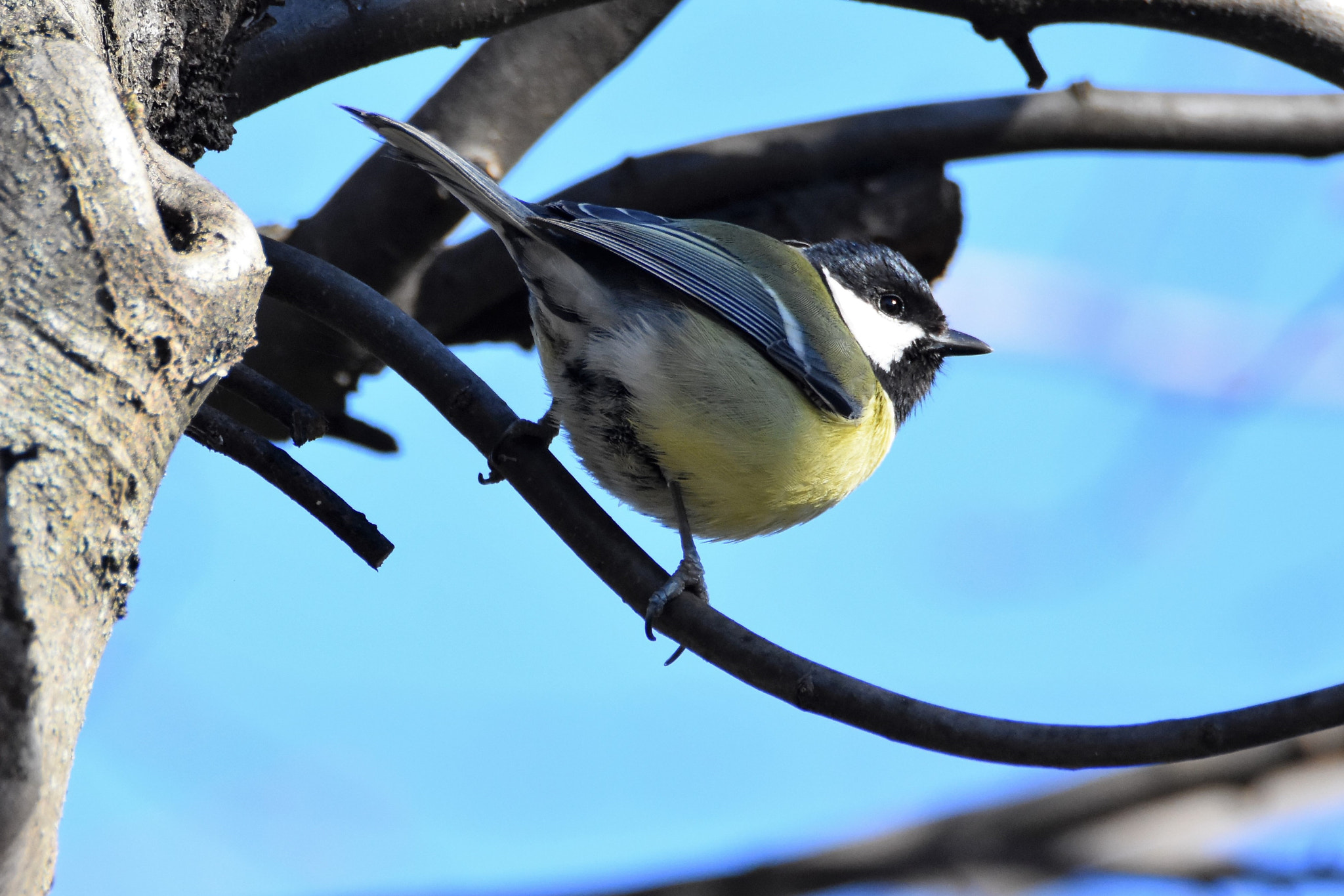 Nikon D7200 sample photo. Parus maior photography