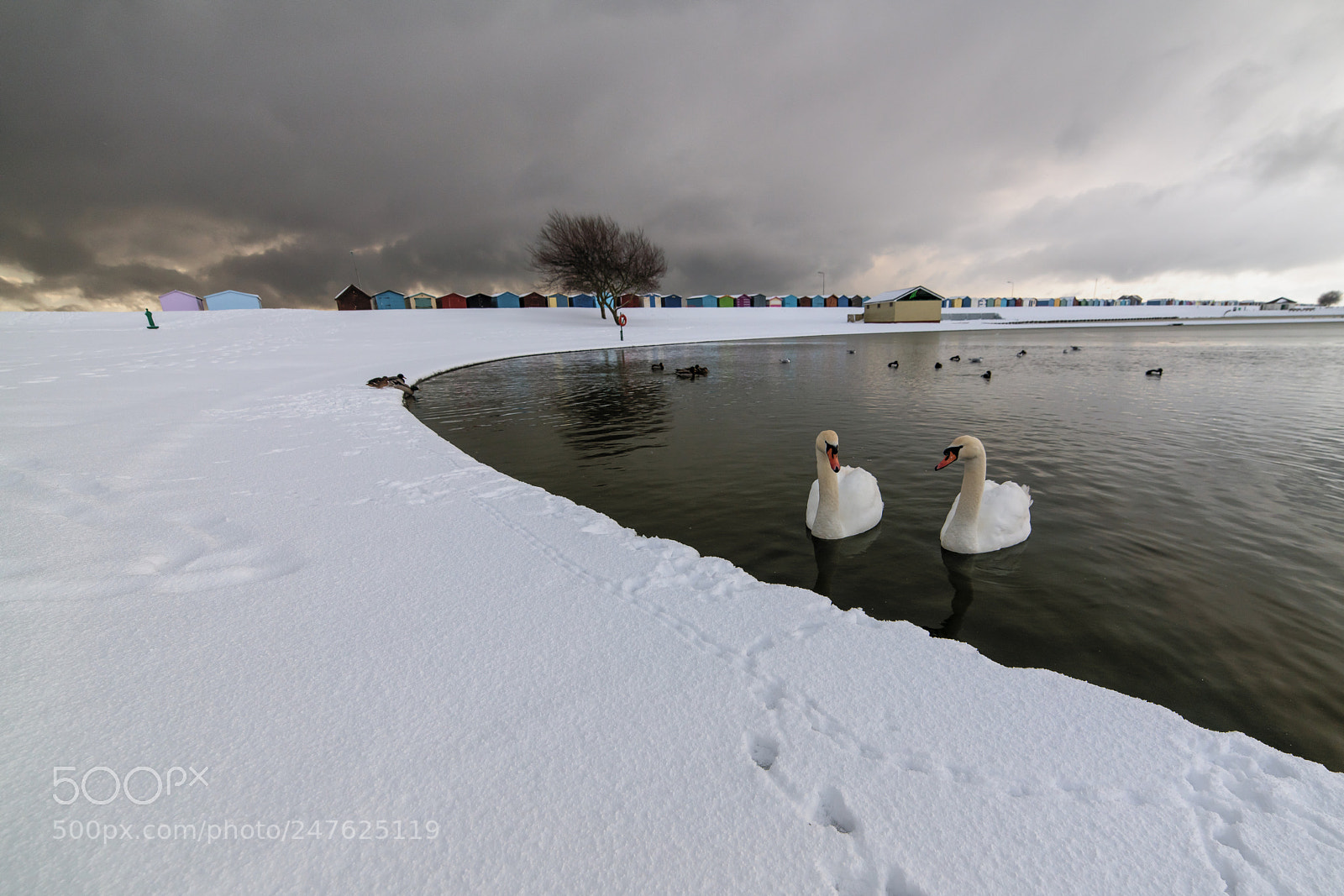 Nikon D850 sample photo. Swans on a snowy photography