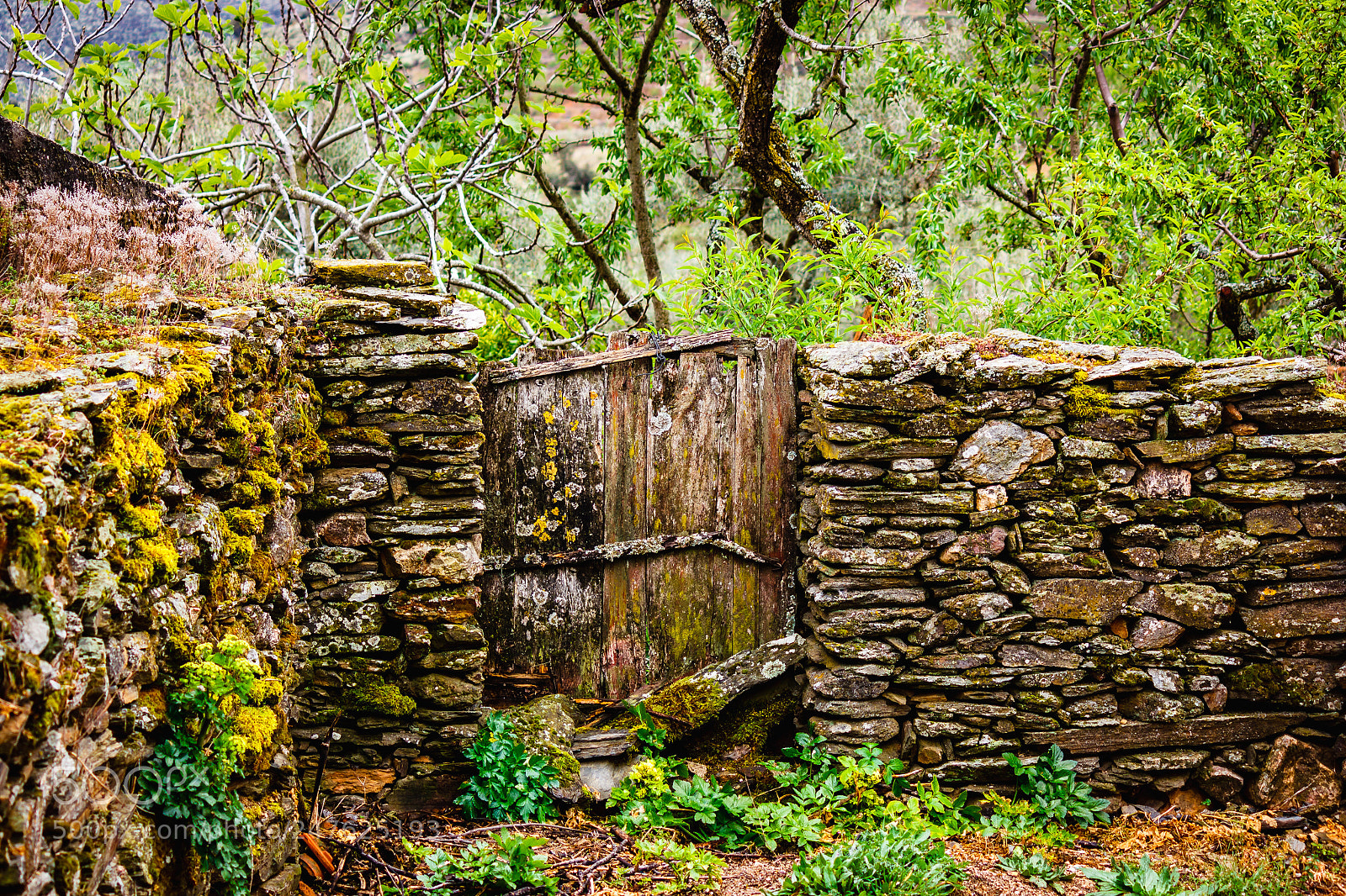 Canon EOS 550D (EOS Rebel T2i / EOS Kiss X4) sample photo. Rustic door in tr photography