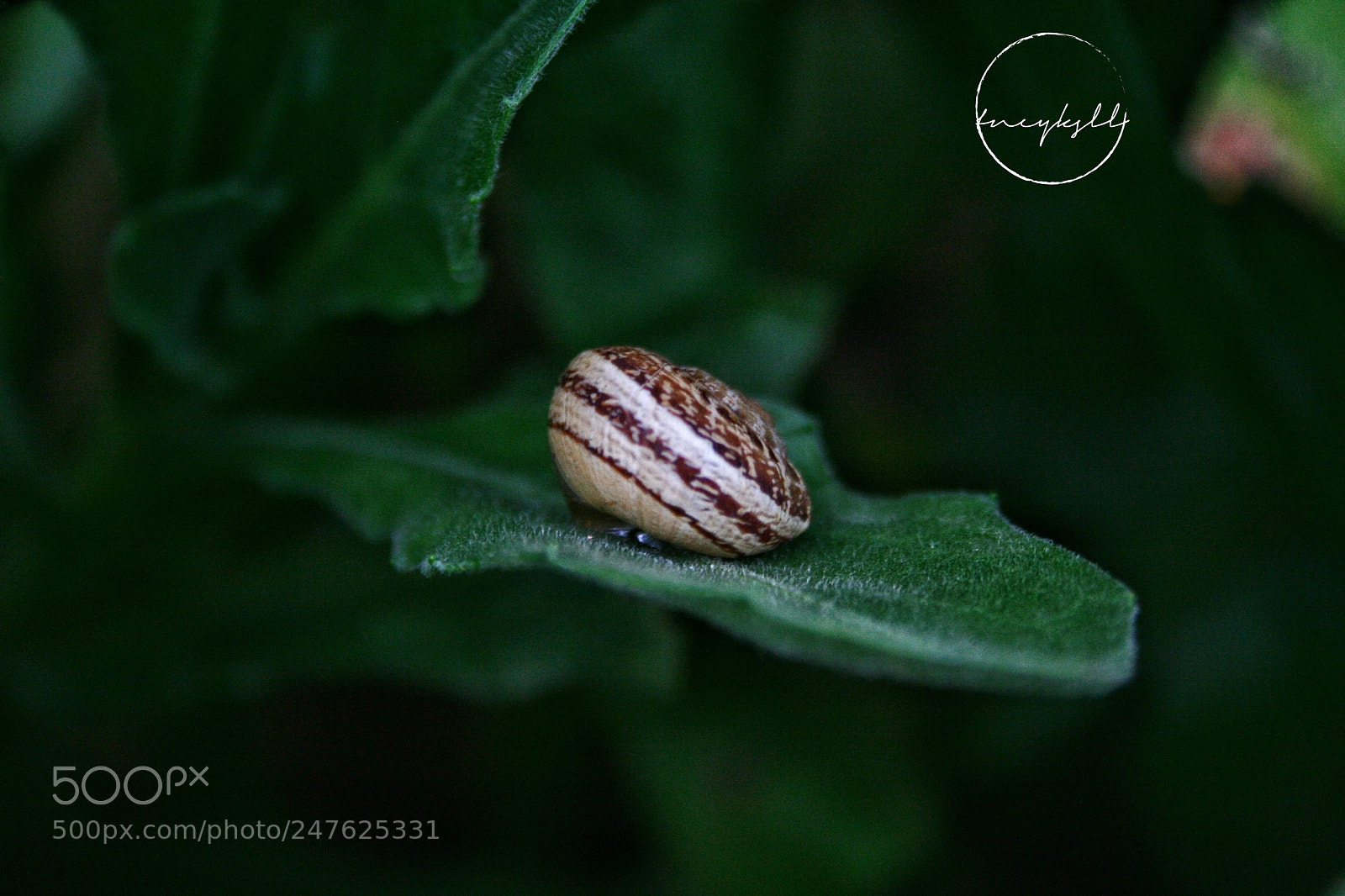 Canon EOS 350D (EOS Digital Rebel XT / EOS Kiss Digital N) sample photo. Snail photography