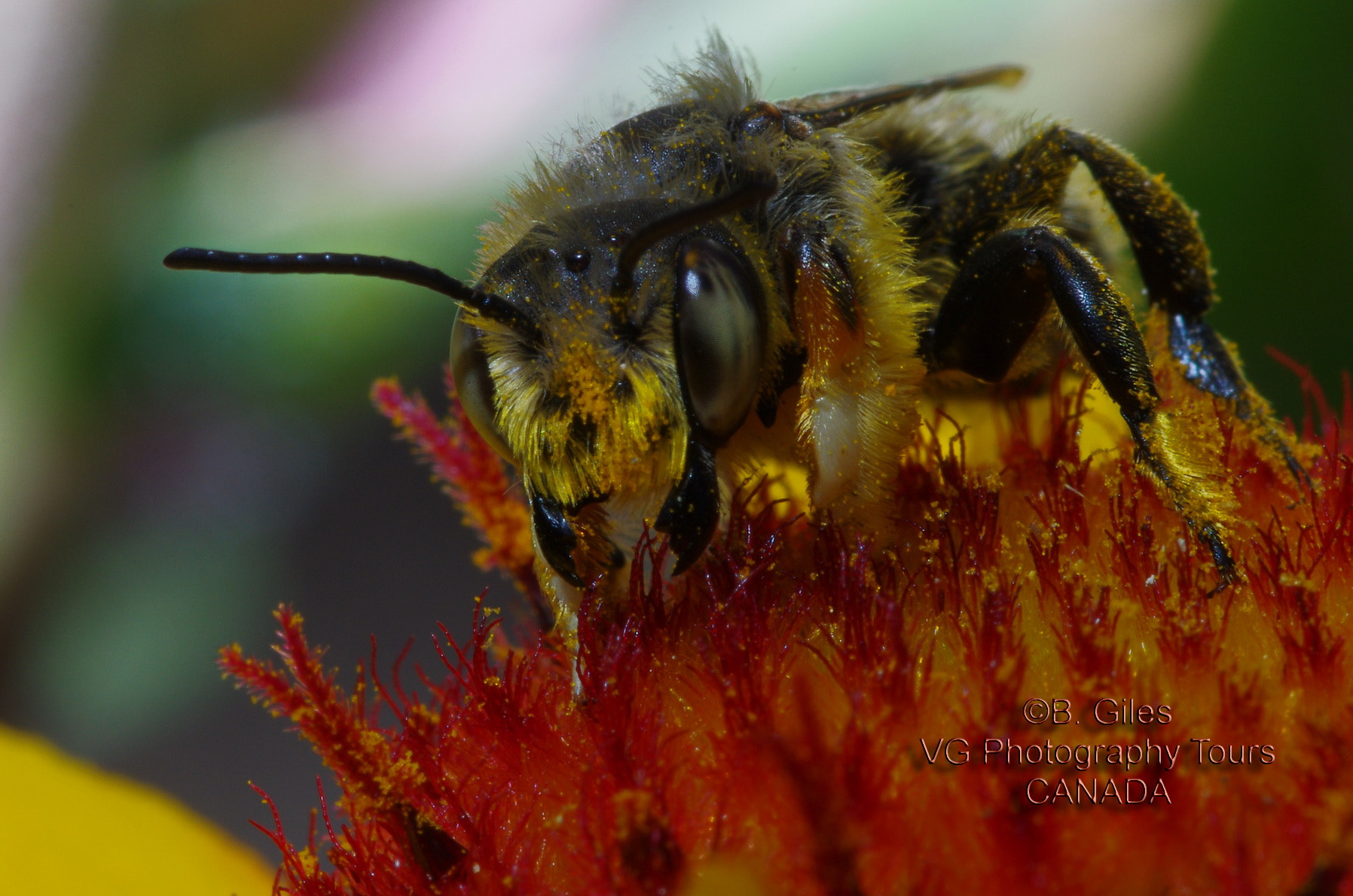 Pentax smc D-FA 100mm F2.8 macro sample photo. Eye to eye photography