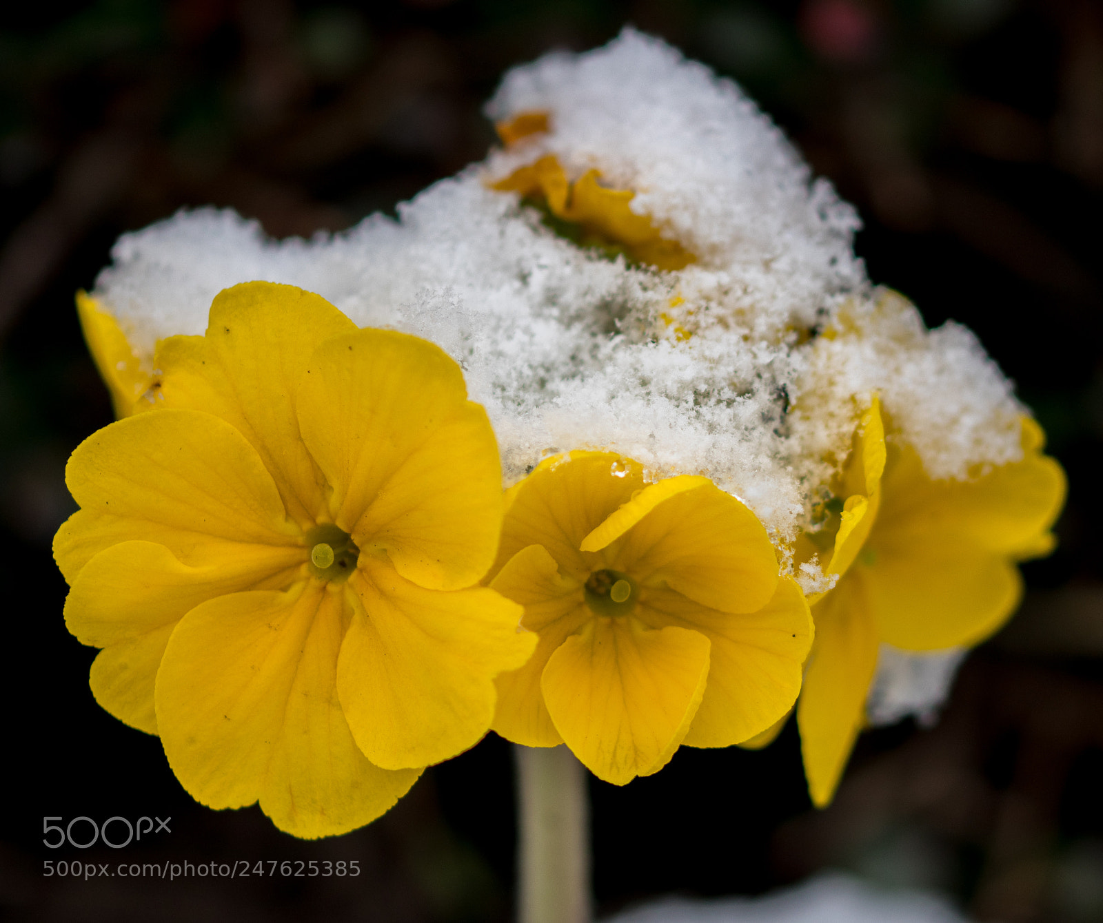 Canon EOS 77D (EOS 9000D / EOS 770D) sample photo. Not quite spring photography