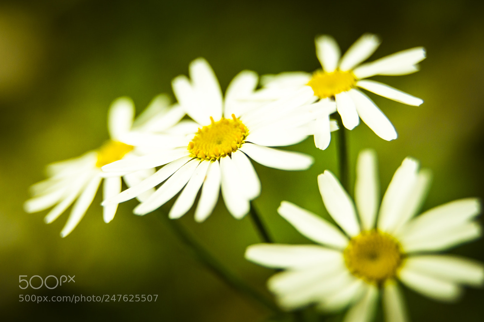 Nikon D3200 sample photo. Daisies photography