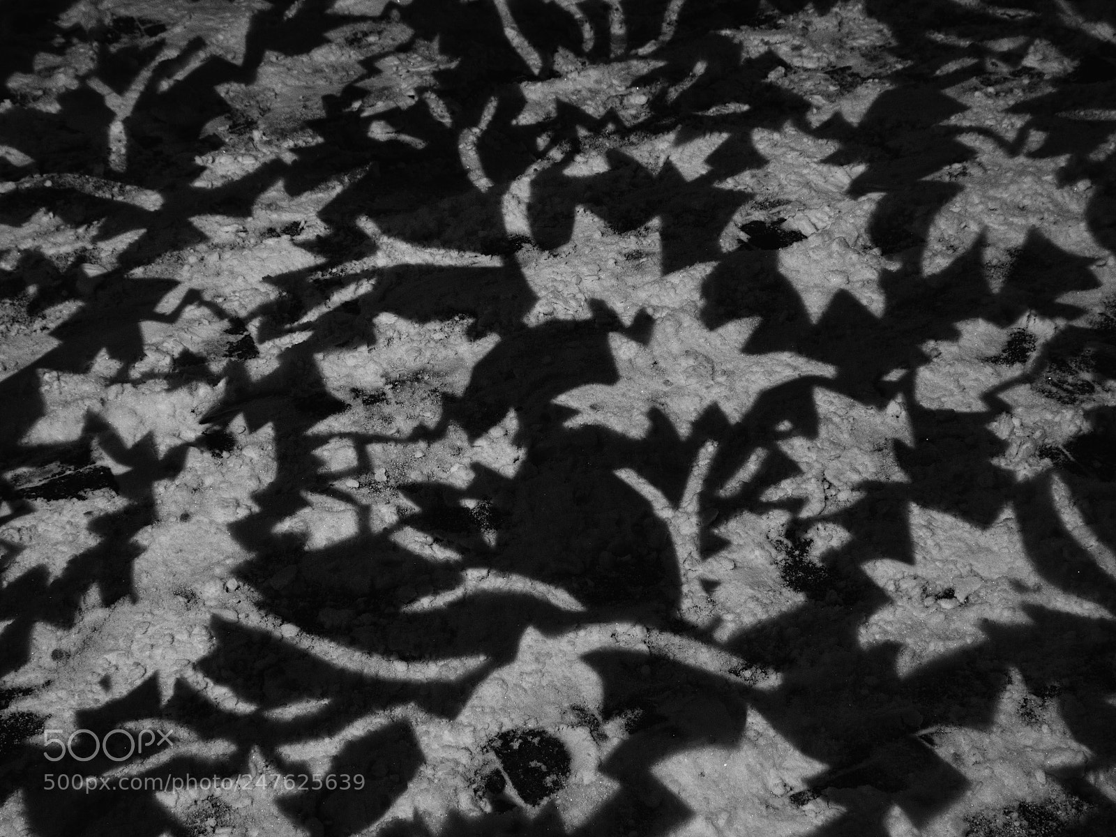 Olympus OM-D E-M1 sample photo. Snow designing photography