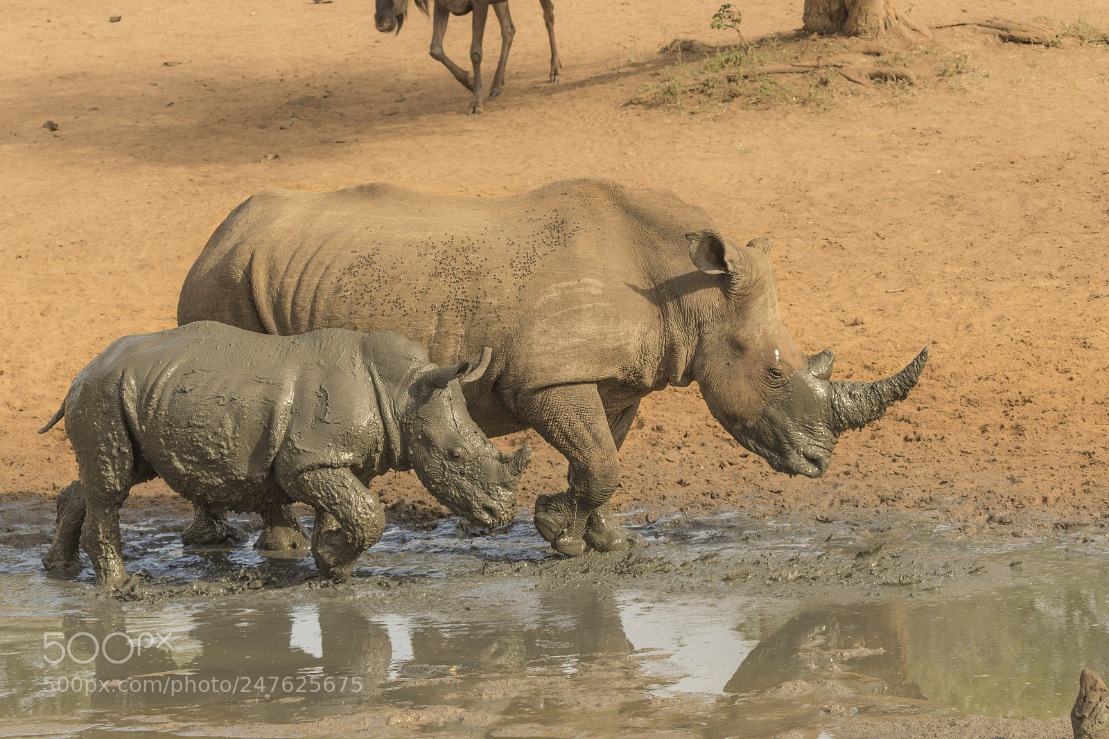 Canon EOS 7D Mark II sample photo. Mud bath photography