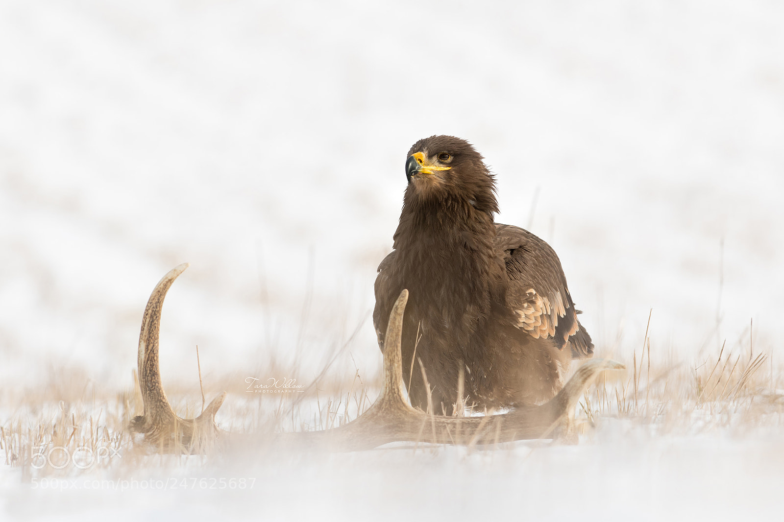 Nikon D500 sample photo. Eagle in winter scene. photography