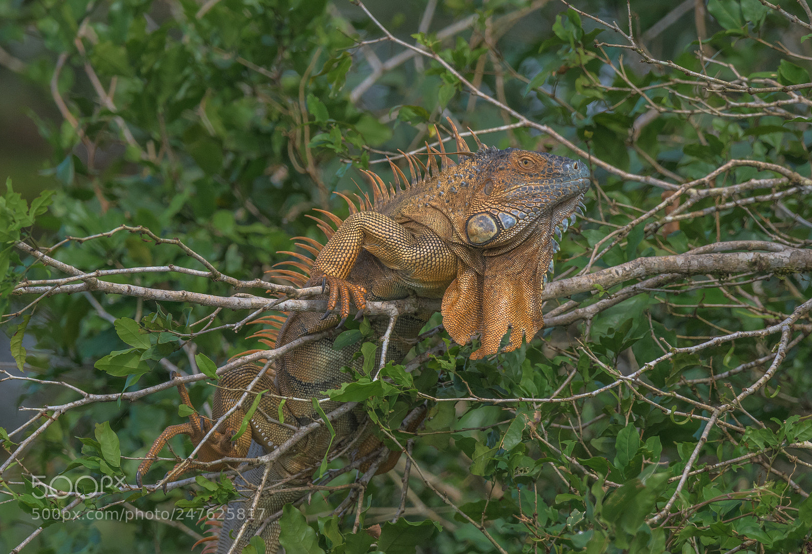 Nikon D850 sample photo. Green iguana photography