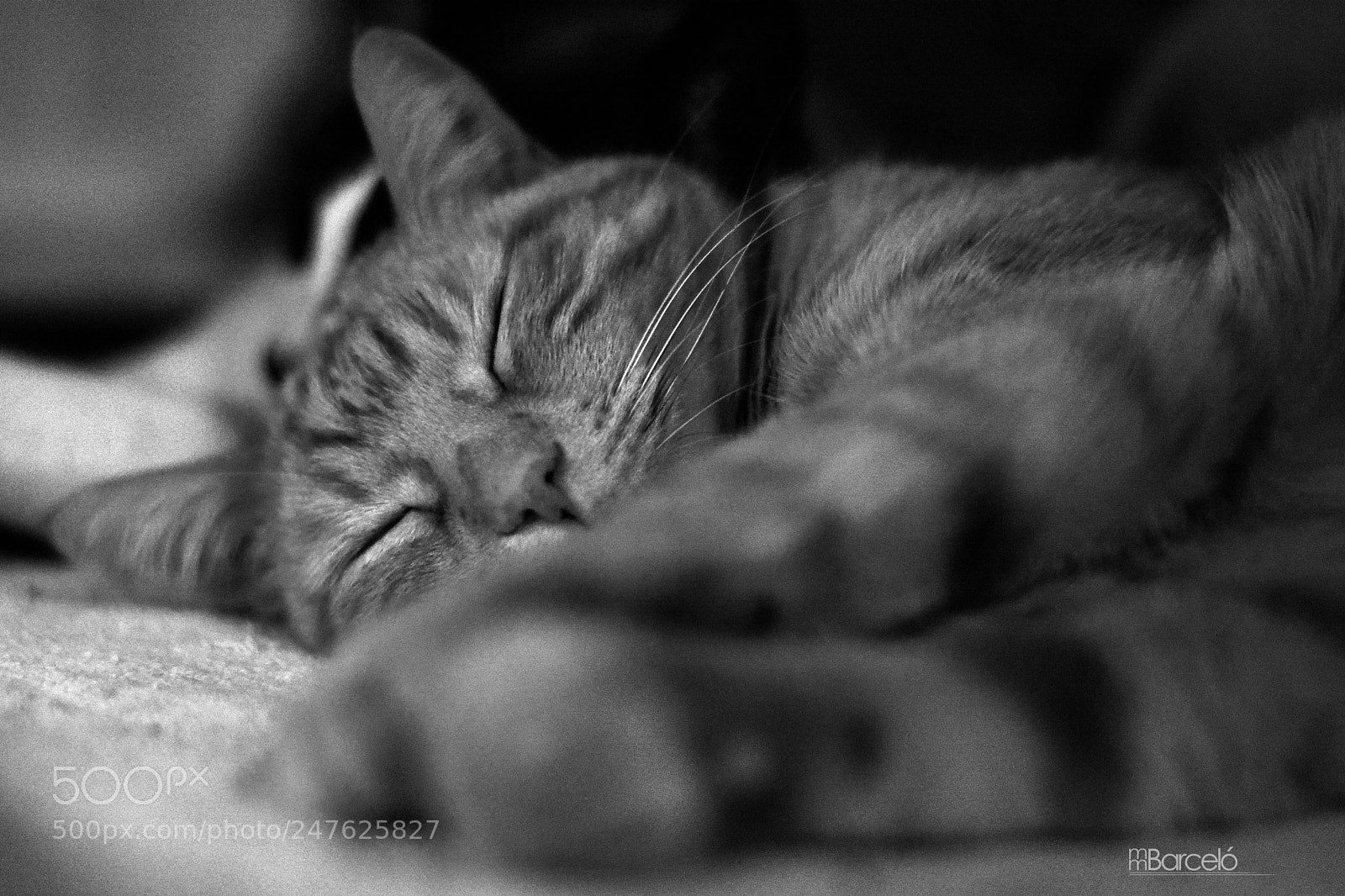 Nikon D7100 sample photo. Let me sleep photography