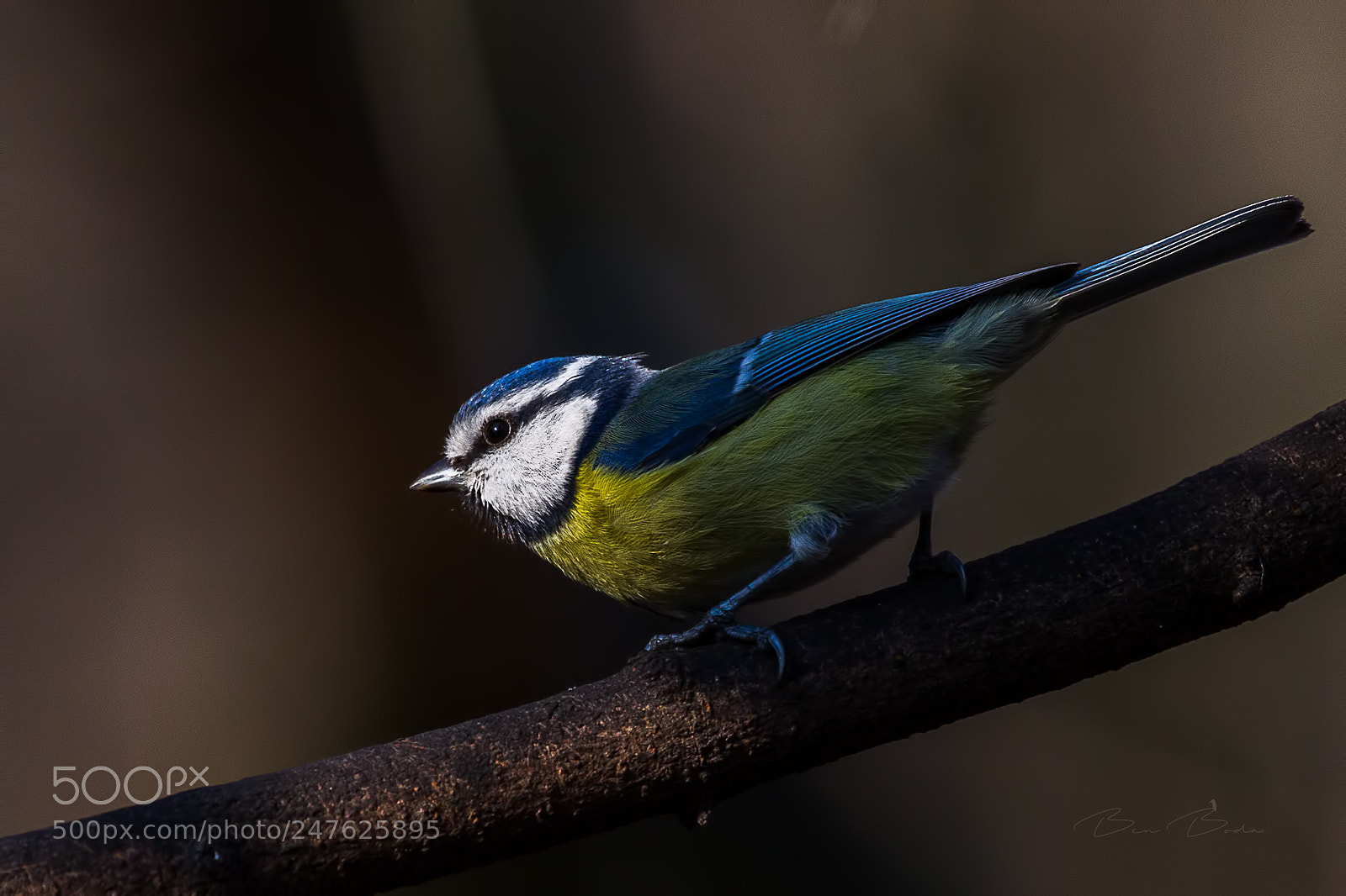 Canon EOS-1D Mark IV sample photo. Light game photography