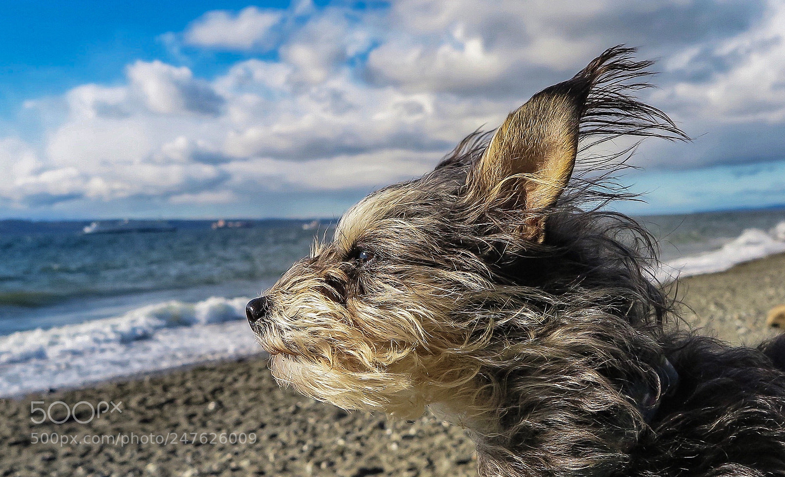 Canon PowerShot G1 X Mark II sample photo. Wind blown photography