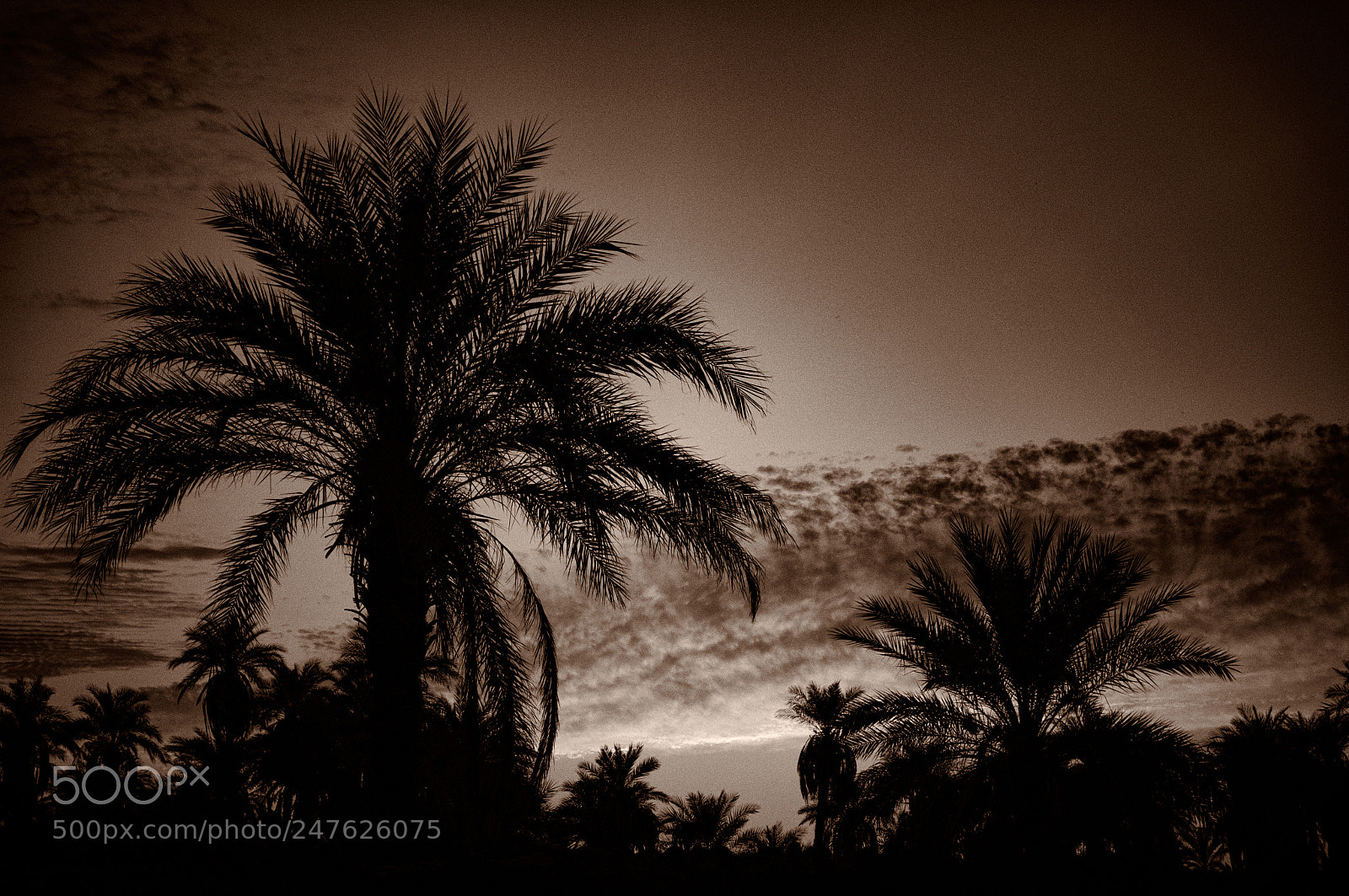 Sony SLT-A57 sample photo. Oasis ii photography