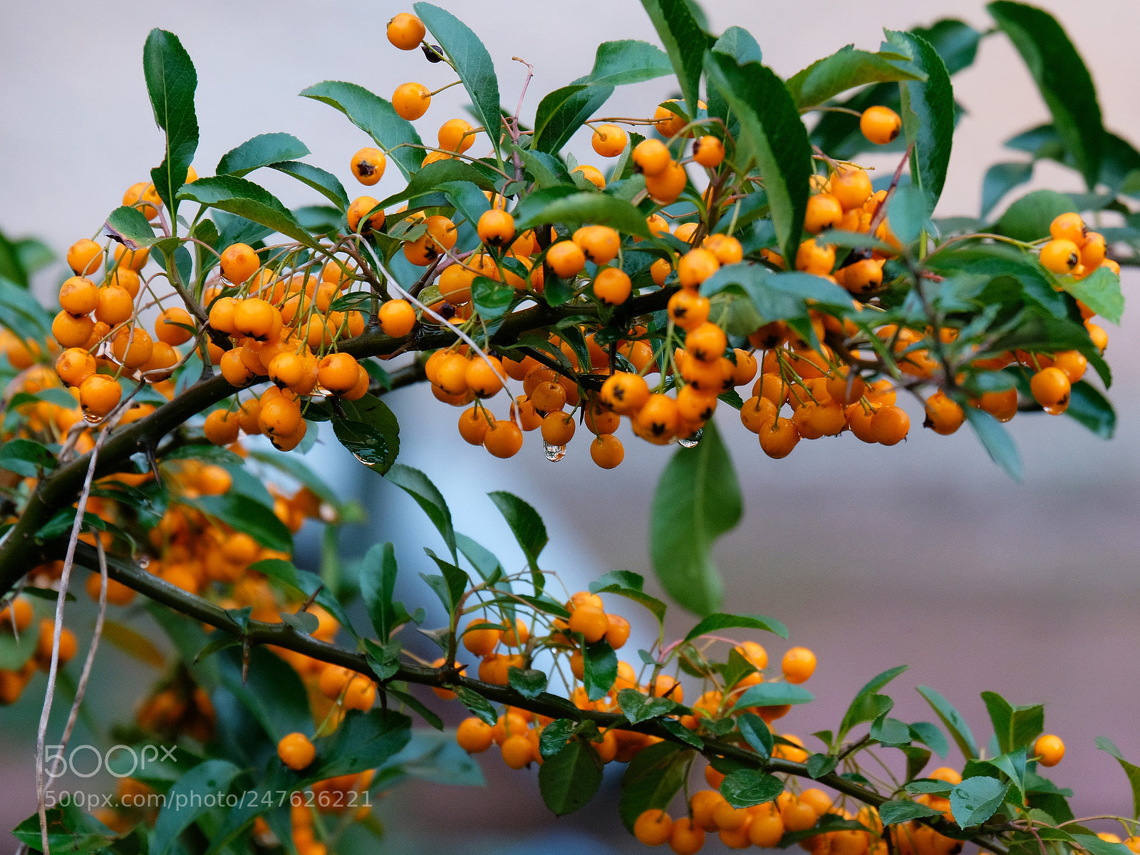 Fujifilm X-T20 sample photo. Hawthorn berries after rain photography