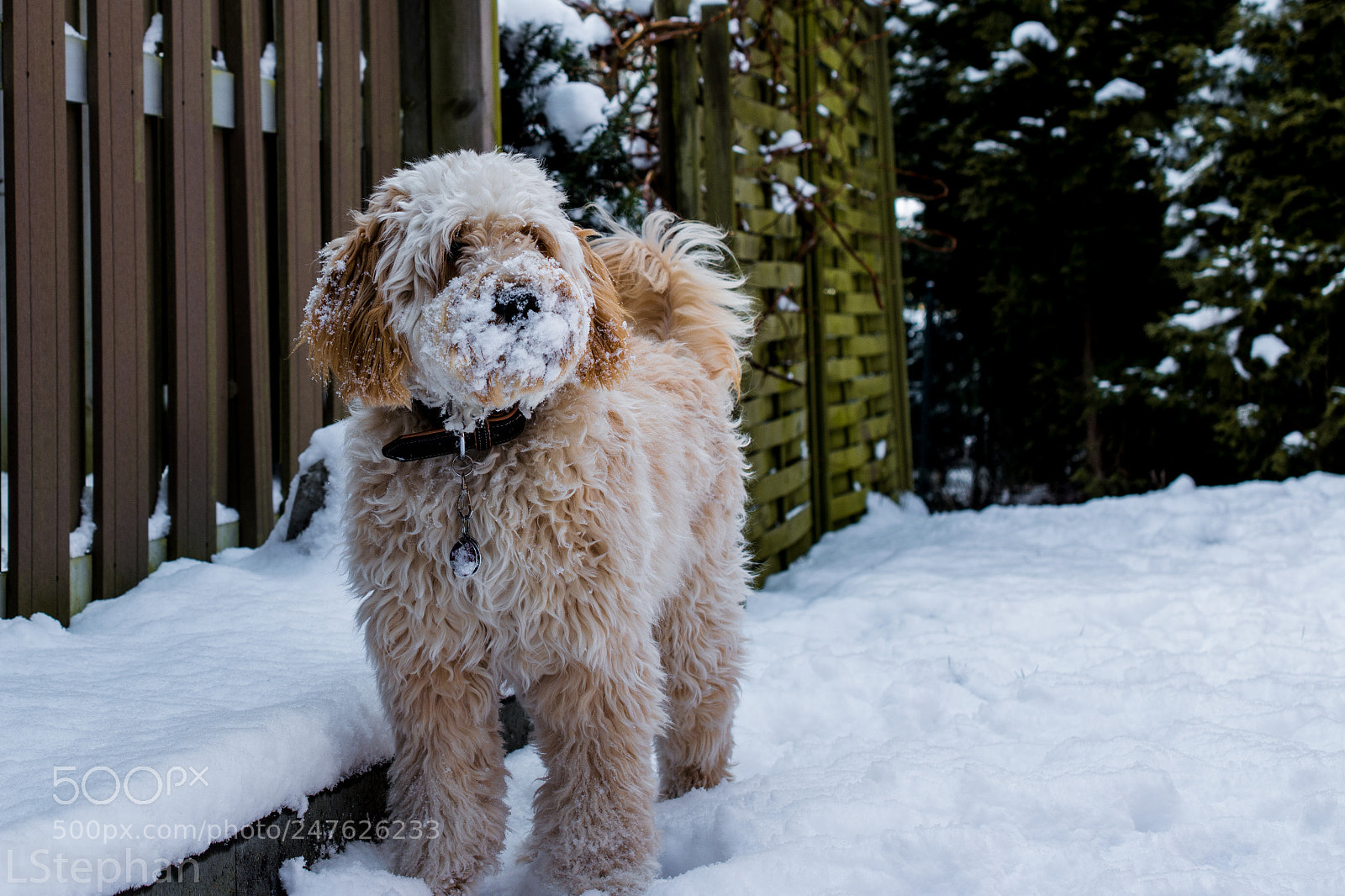 Nikon D5200 sample photo. Schneeschnauze photography
