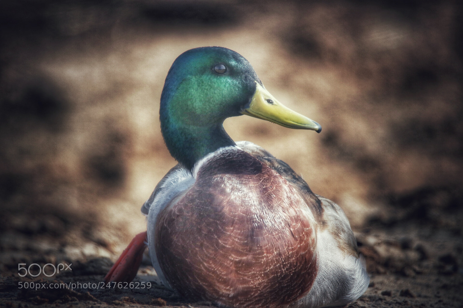 Canon EOS 750D (EOS Rebel T6i / EOS Kiss X8i) sample photo. Lonely duck photography