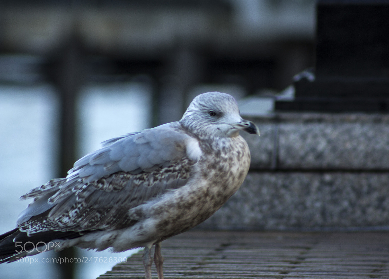 Canon EOS 700D (EOS Rebel T5i / EOS Kiss X7i) sample photo. Seagull photography