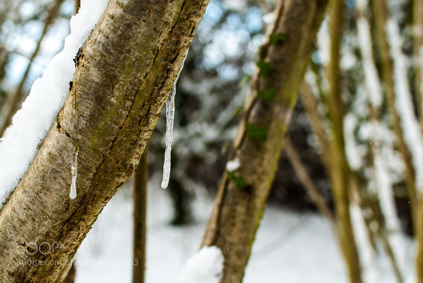 Nikon D80 sample photo. Icicle #2 photography