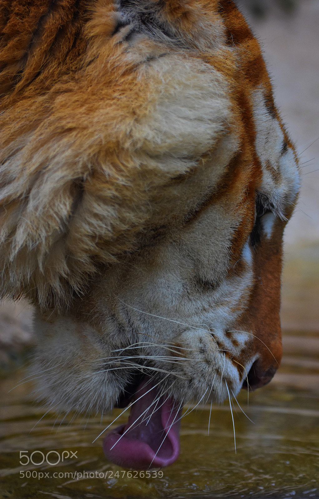 Nikon D3400 sample photo. “golden” tiger photography