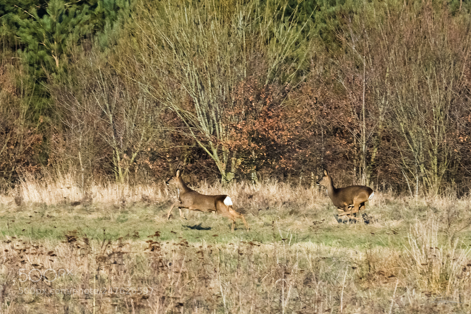 Canon EOS 6D Mark II sample photo. Oh deer,oh deer photography