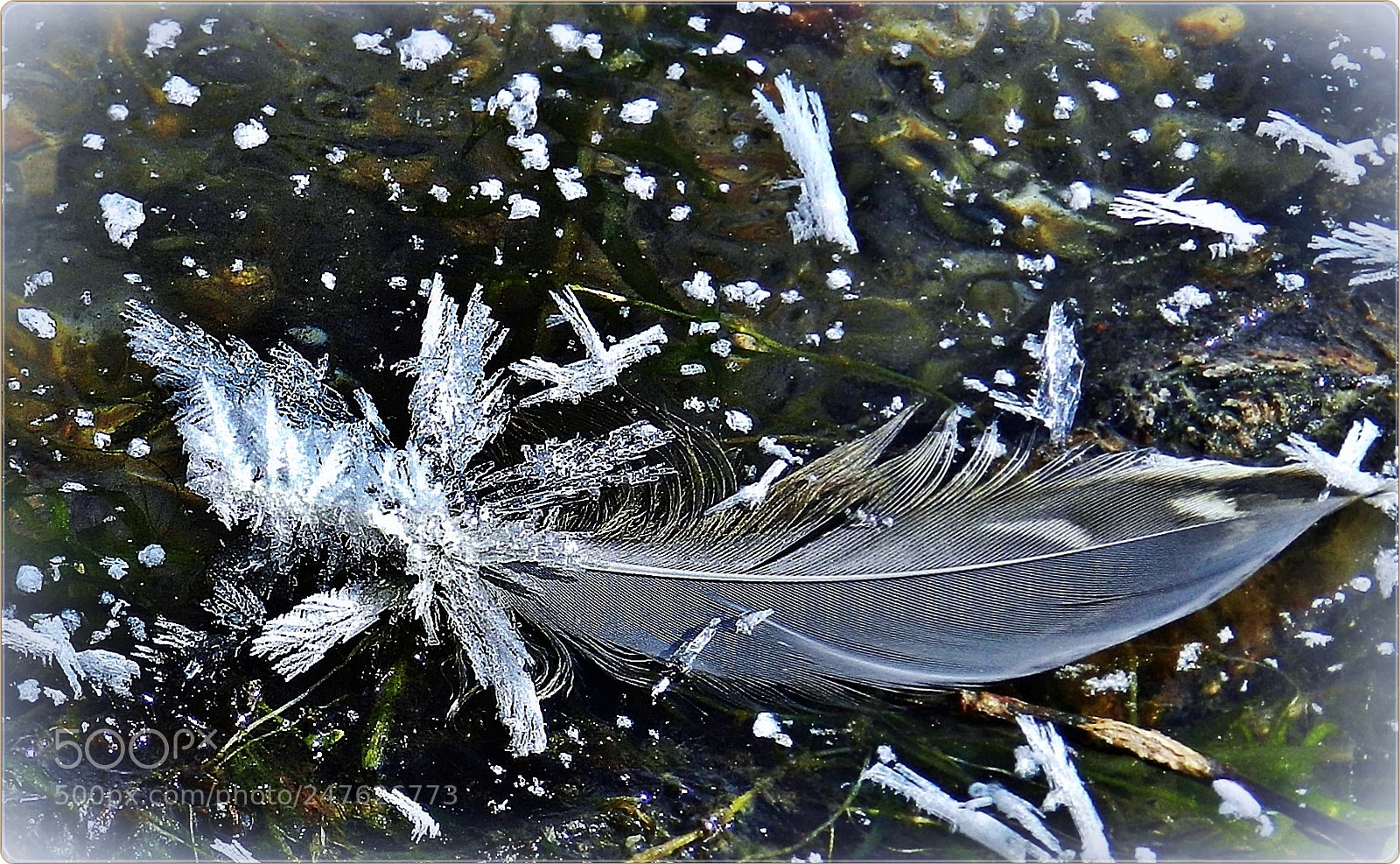 Nikon Coolpix P500 sample photo. Lonesome feather on the photography