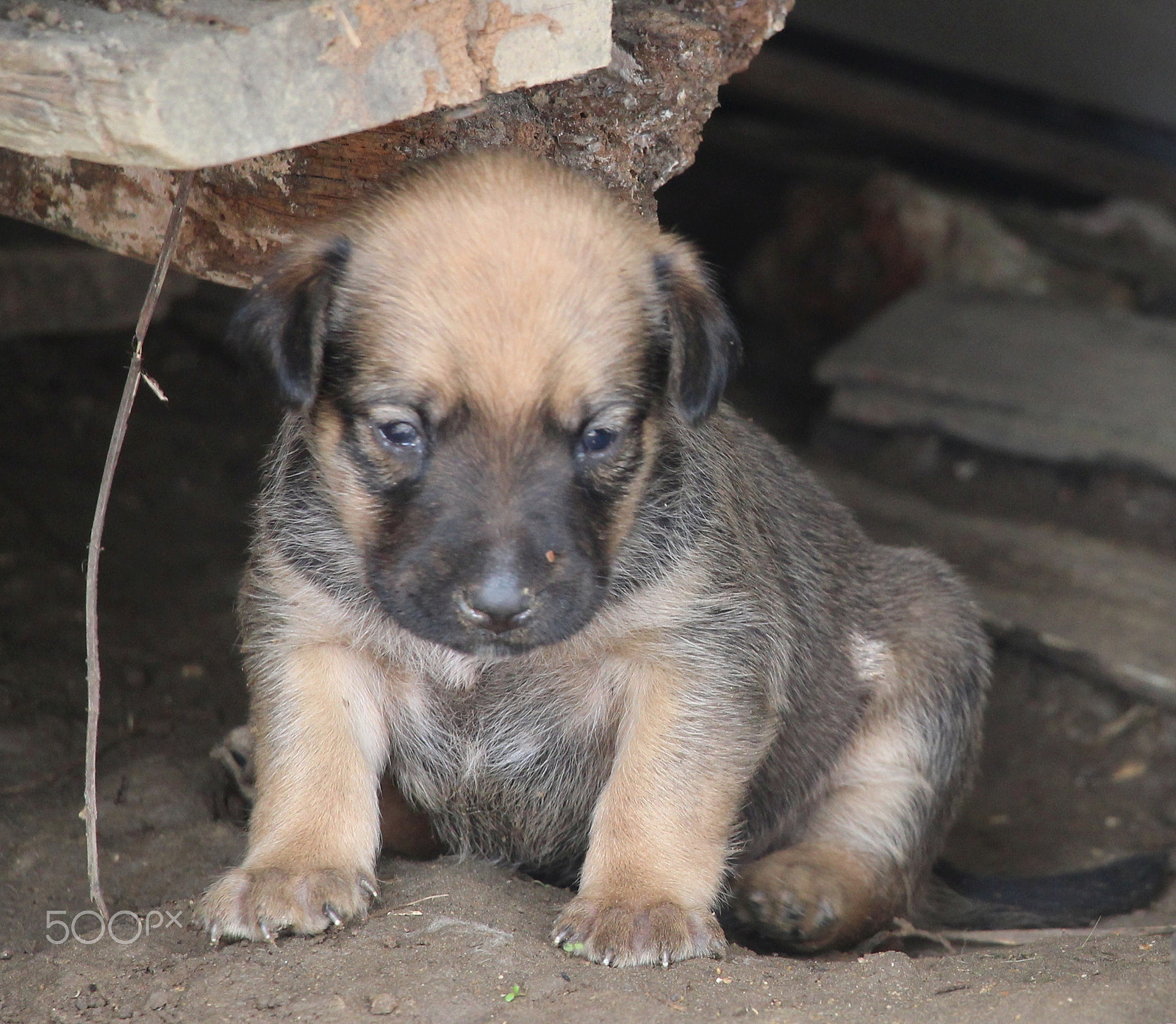 Canon EOS 1200D (EOS Rebel T5 / EOS Kiss X70 / EOS Hi) sample photo. Brown thinking puppy photography