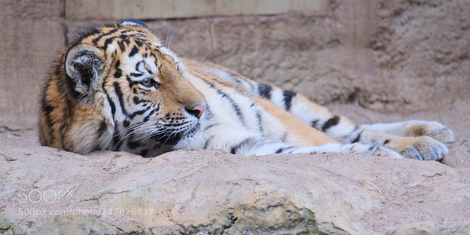 Fujifilm X-T20 sample photo. Panthera tigris altaica photography
