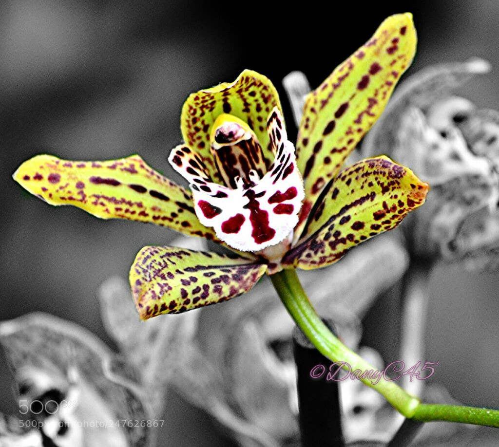 Nikon D5100 sample photo. Fleurs photography
