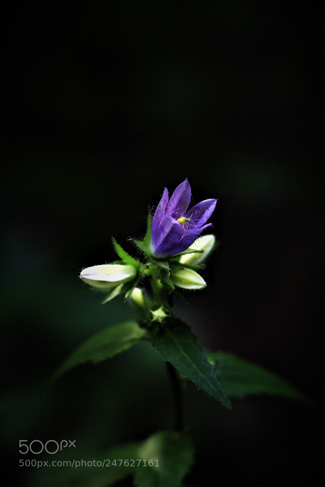 Canon EOS 700D (EOS Rebel T5i / EOS Kiss X7i) sample photo. Campanula photography