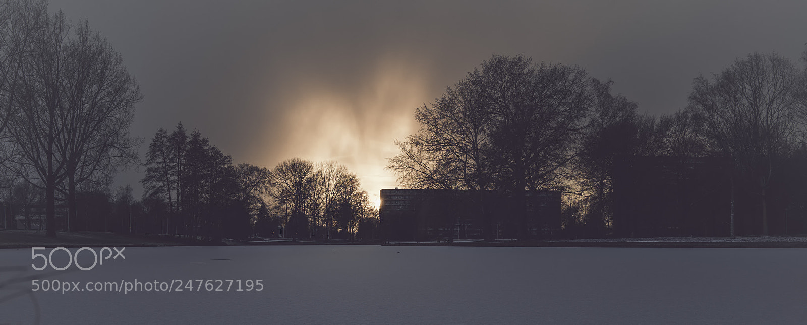 Sony a7 II sample photo. Sunflames this afternoon photography