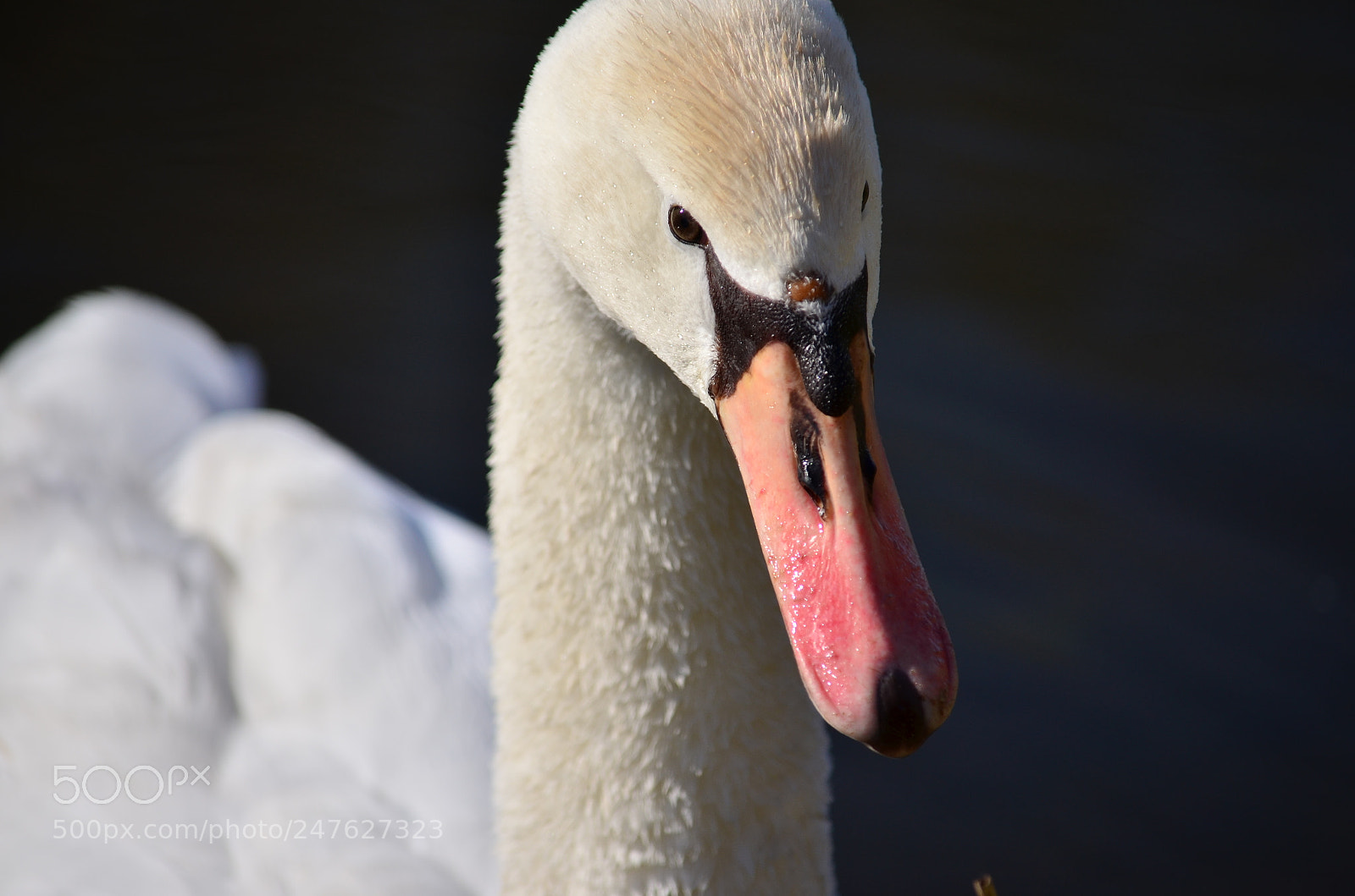 Nikon D5100 sample photo. Ferocious look photography