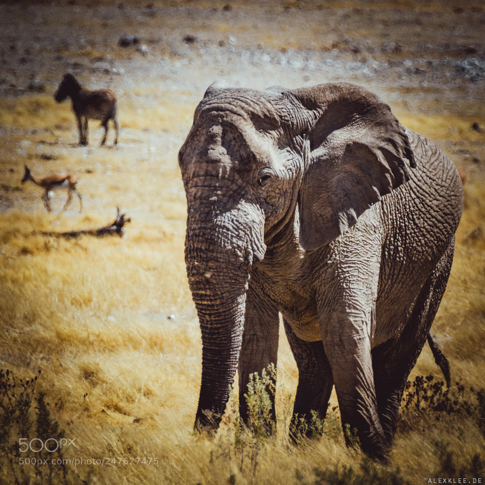 Canon EOS 7D Mark II sample photo. The elephant and the photography