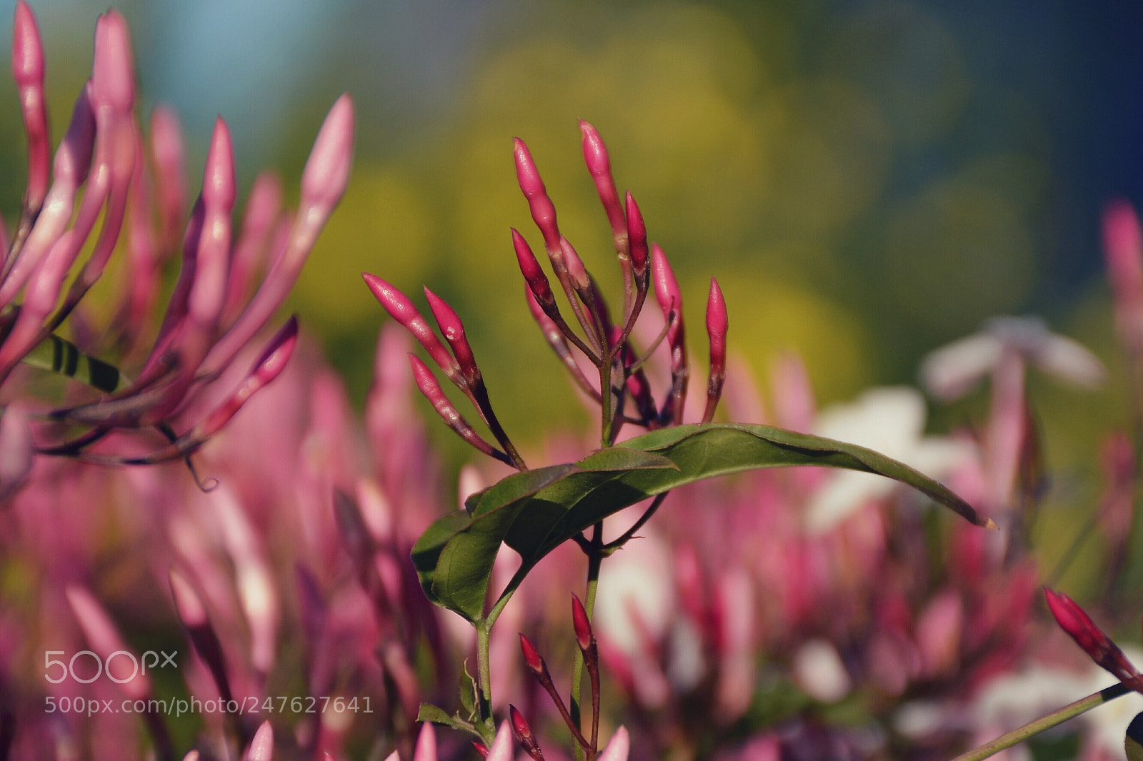Nikon D5200 sample photo. Pink flowers photography