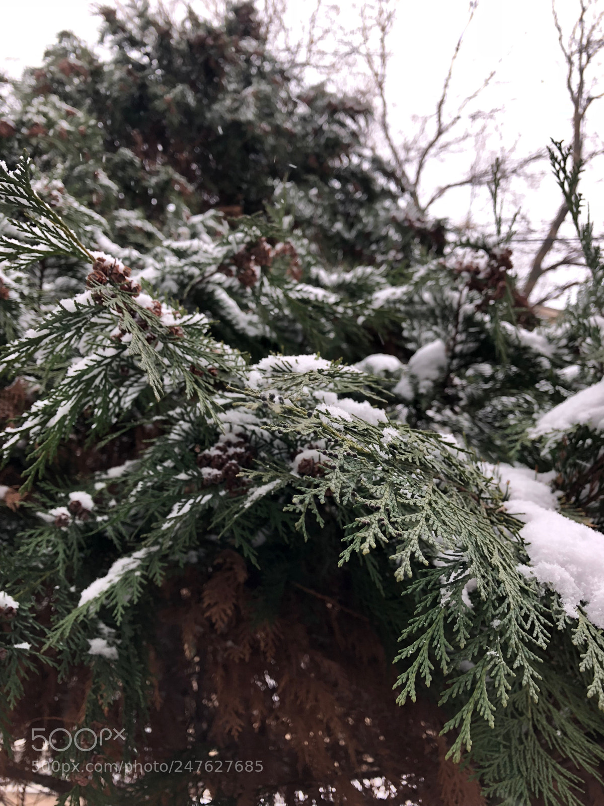 Apple iPhone 8 Plus sample photo. Untitled photography