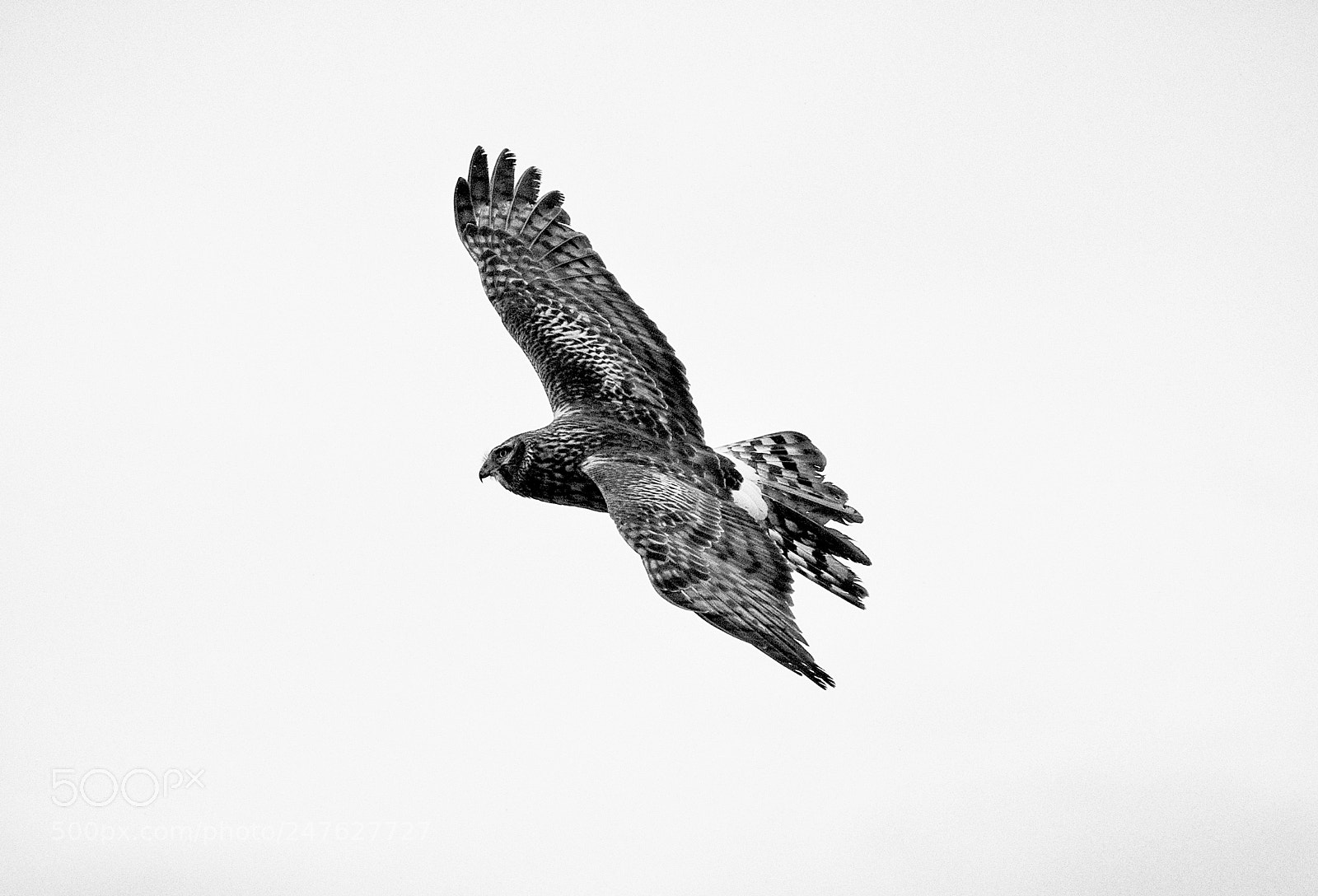 Nikon D7100 sample photo. The look photography
