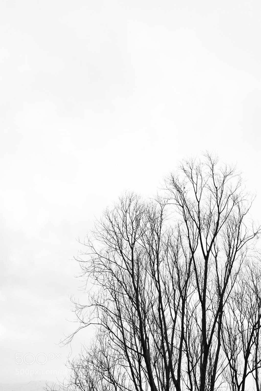 Nikon D3400 sample photo. Branches, piona, colico, 3:35 pm photography