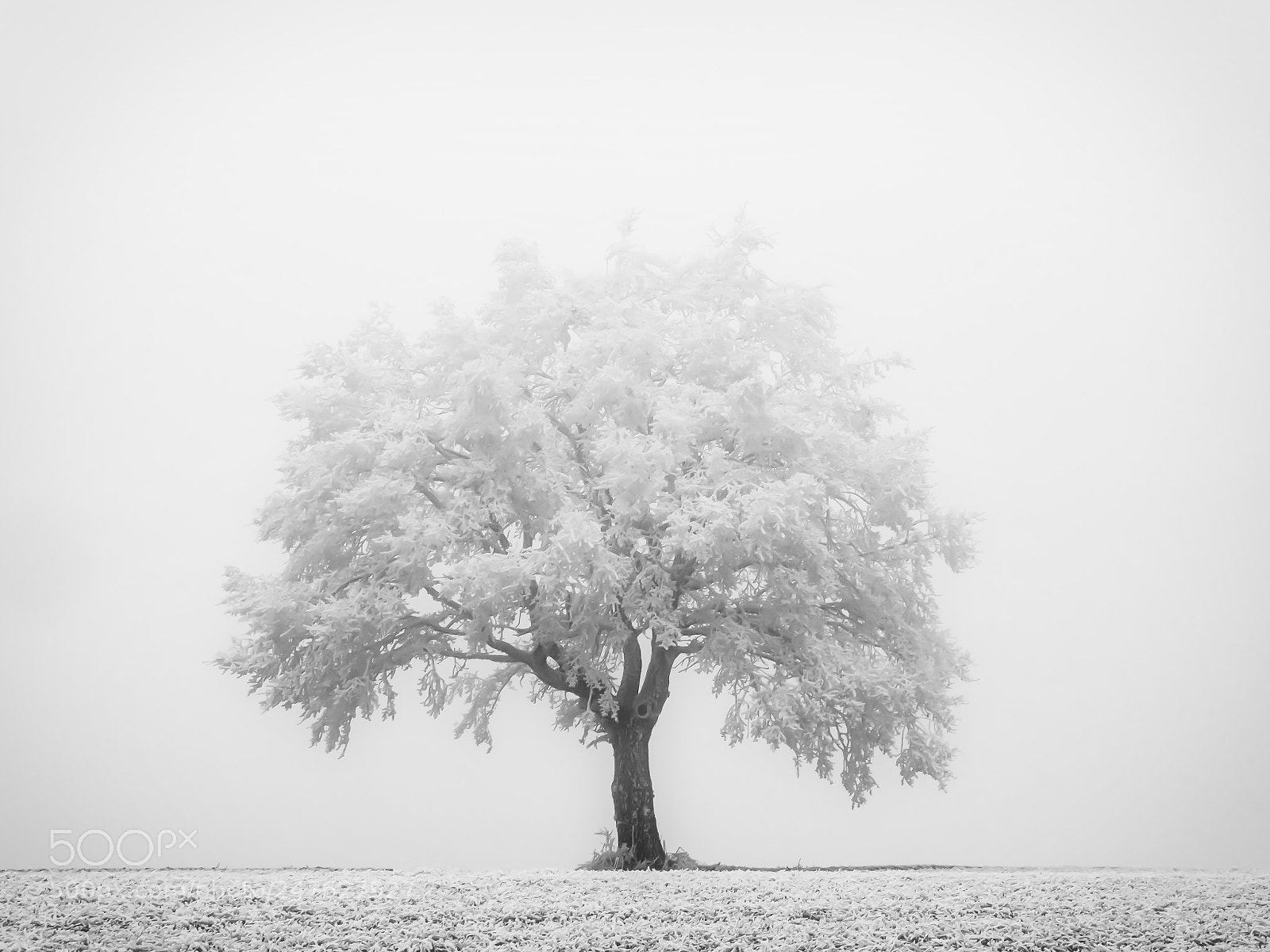 Panasonic Lumix DMC-GX8 sample photo. Frosty tree photography