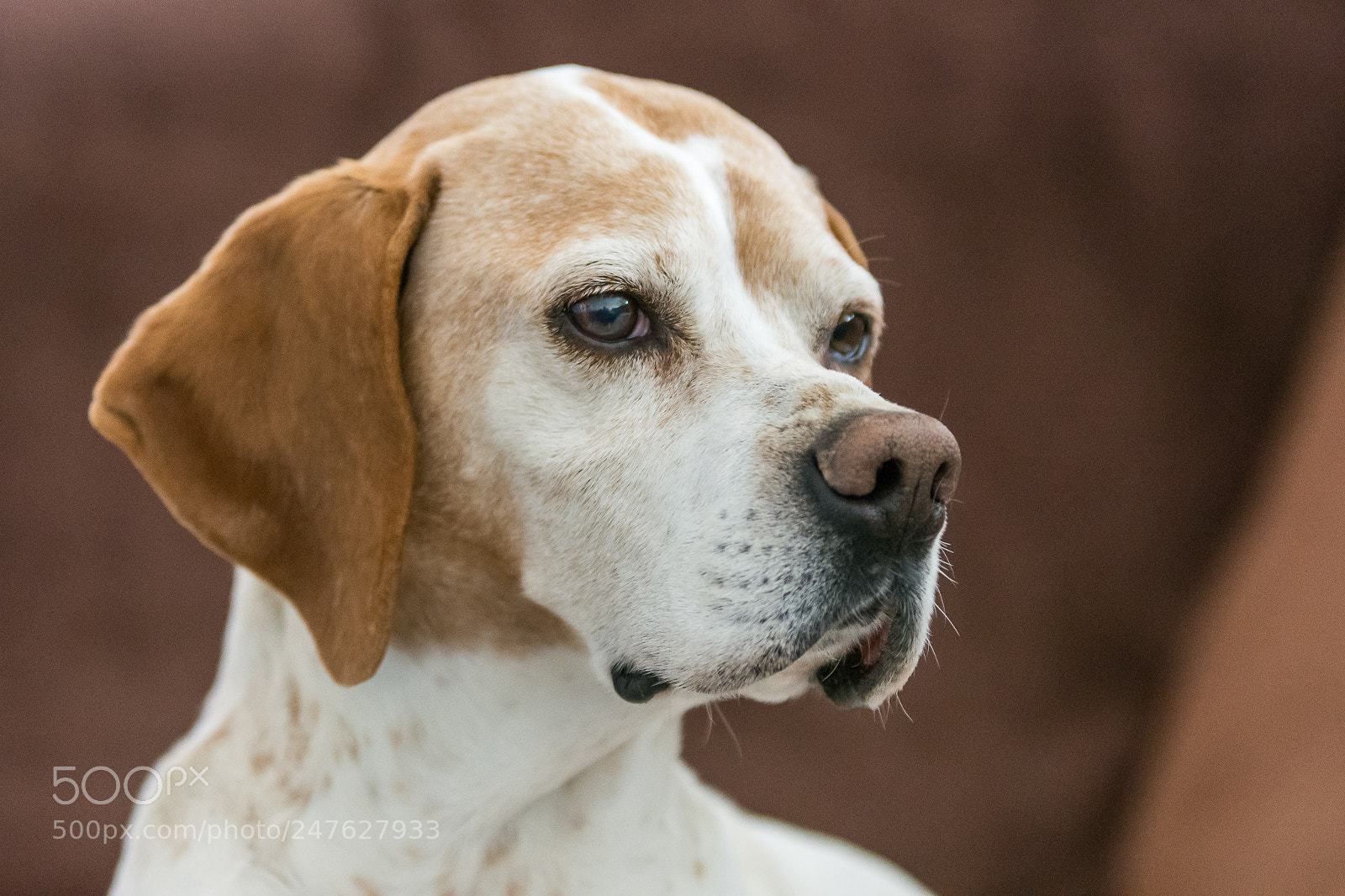 Nikon D7200 sample photo. Adora photography