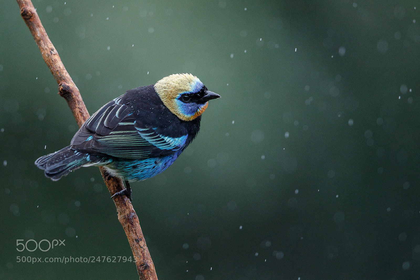 Canon EOS 5D Mark IV sample photo. Golden-hooded tanager photography
