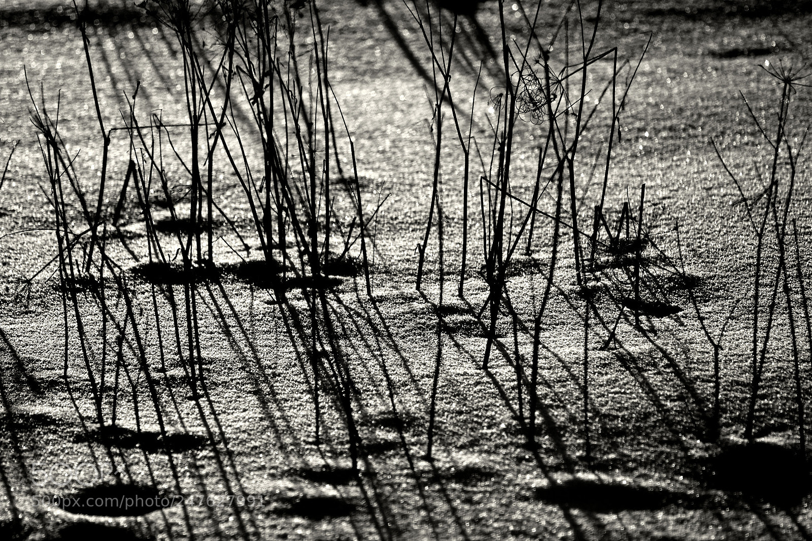 Nikon D3100 sample photo. Crystal snow photography
