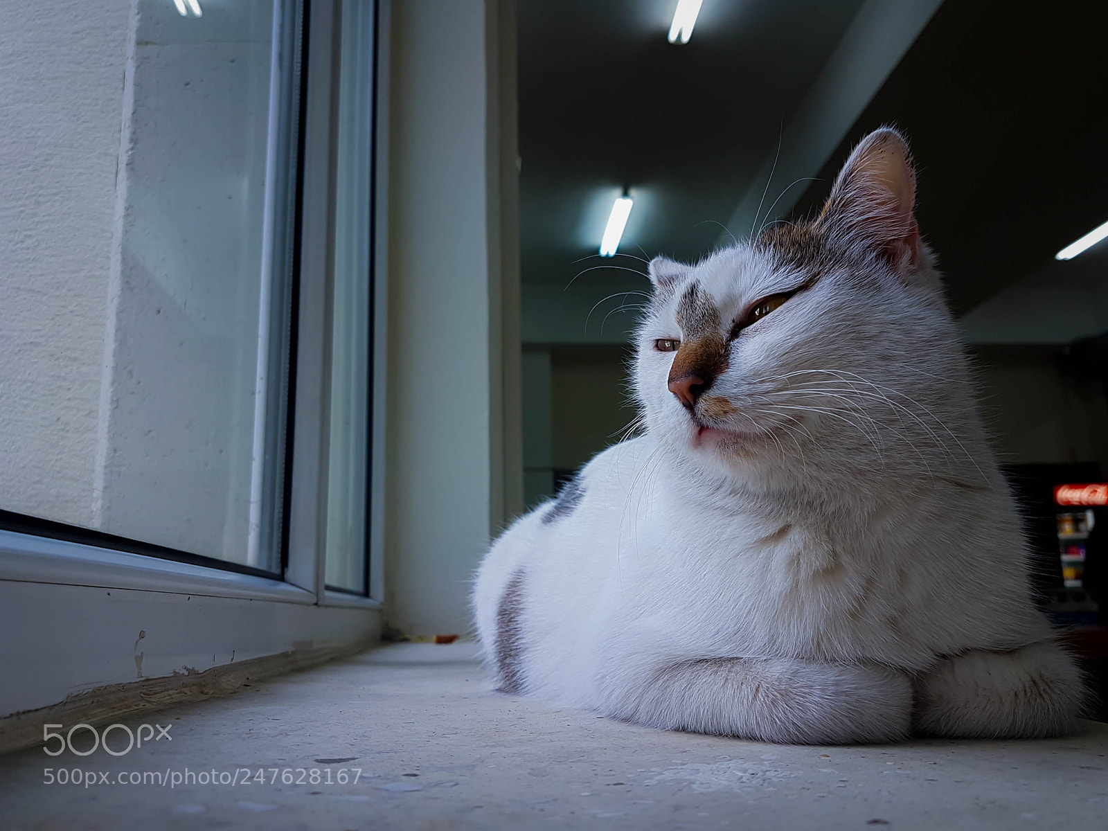Samsung Galaxy S7 sample photo. Sleppy cat looking out photography