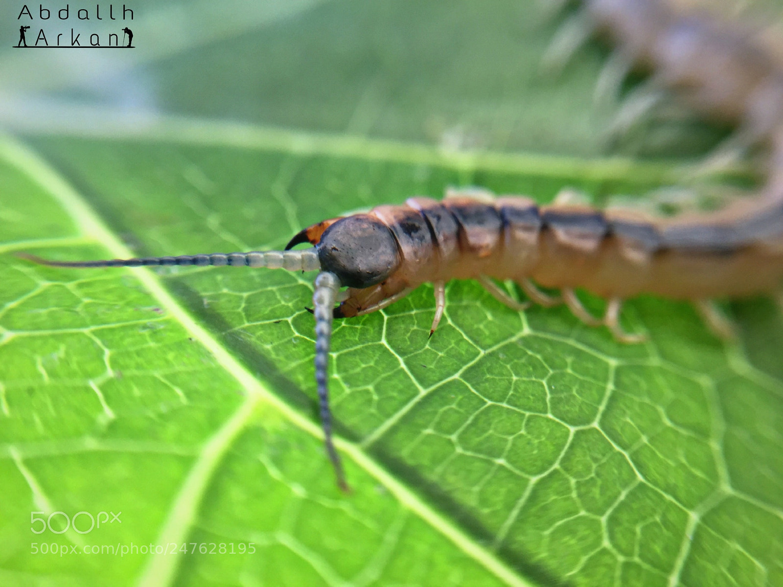 Apple iPhone 6 sample photo. ماكرو? photography