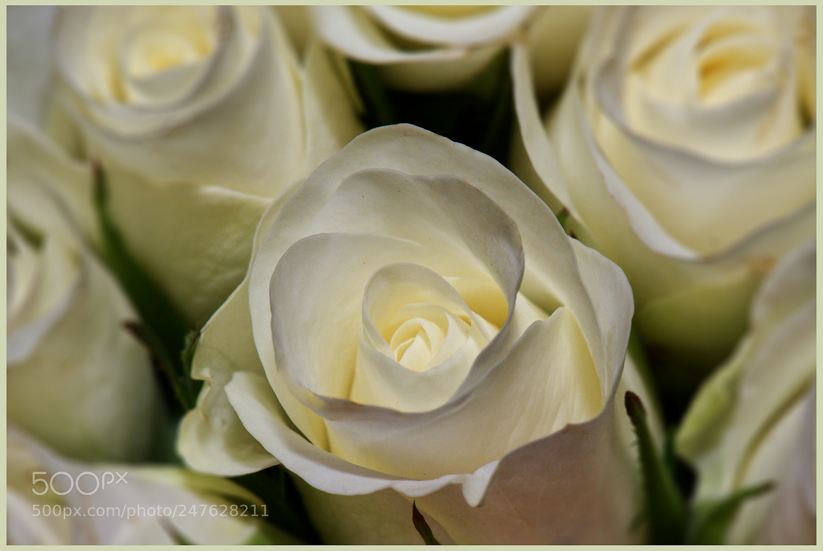 Nikon D610 sample photo. Roses photography