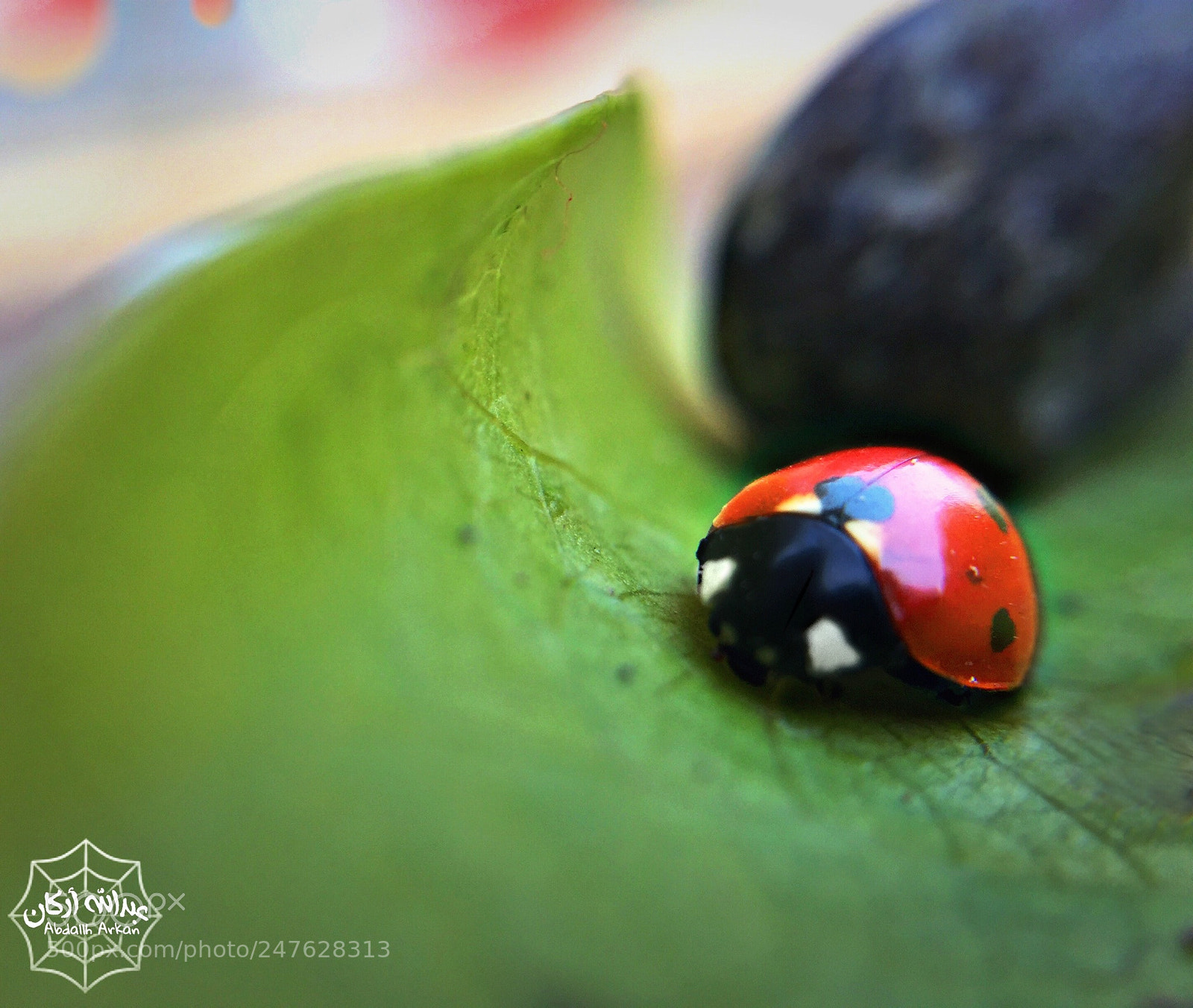 Apple iPhone 6 sample photo. Macro photography