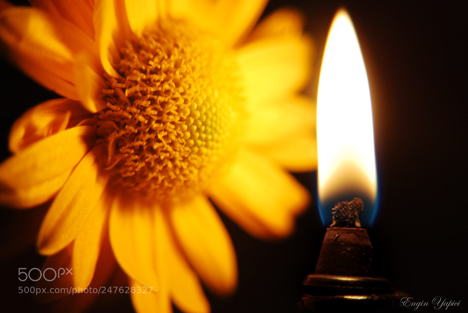 Nikon D80 sample photo. Flower & candlelight photography