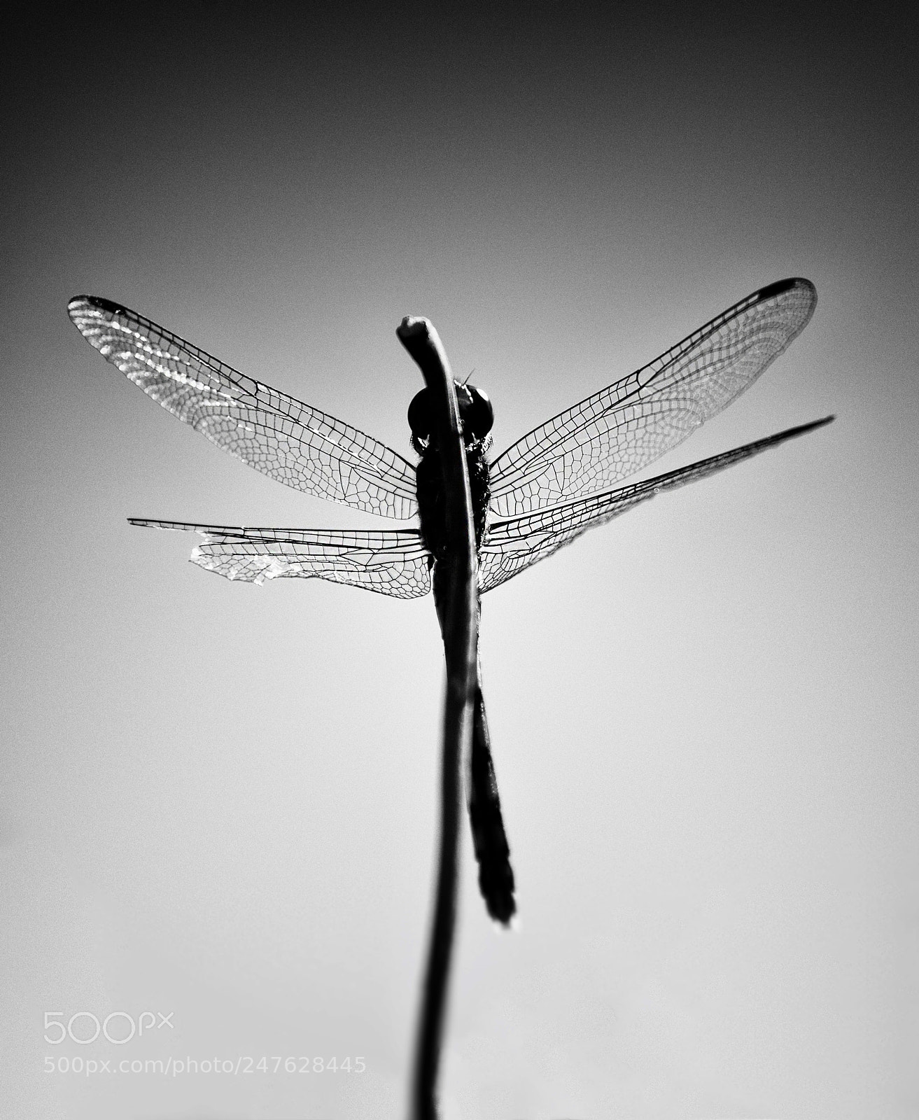 Nikon D610 sample photo. Netted wings photography