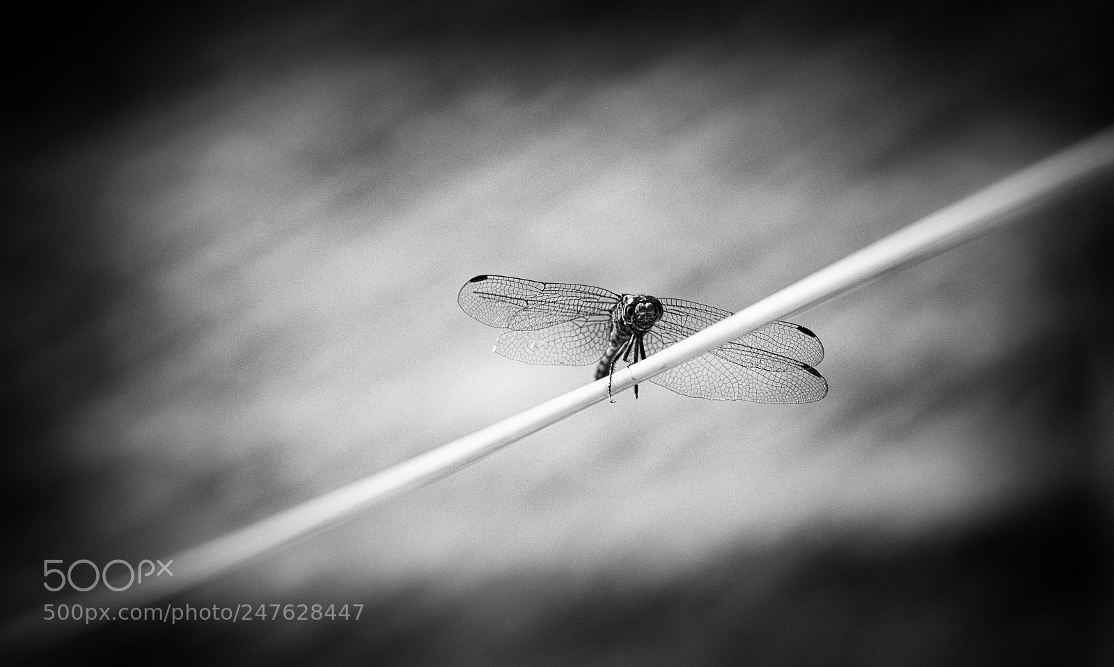Nikon D610 sample photo. Hang in there photography