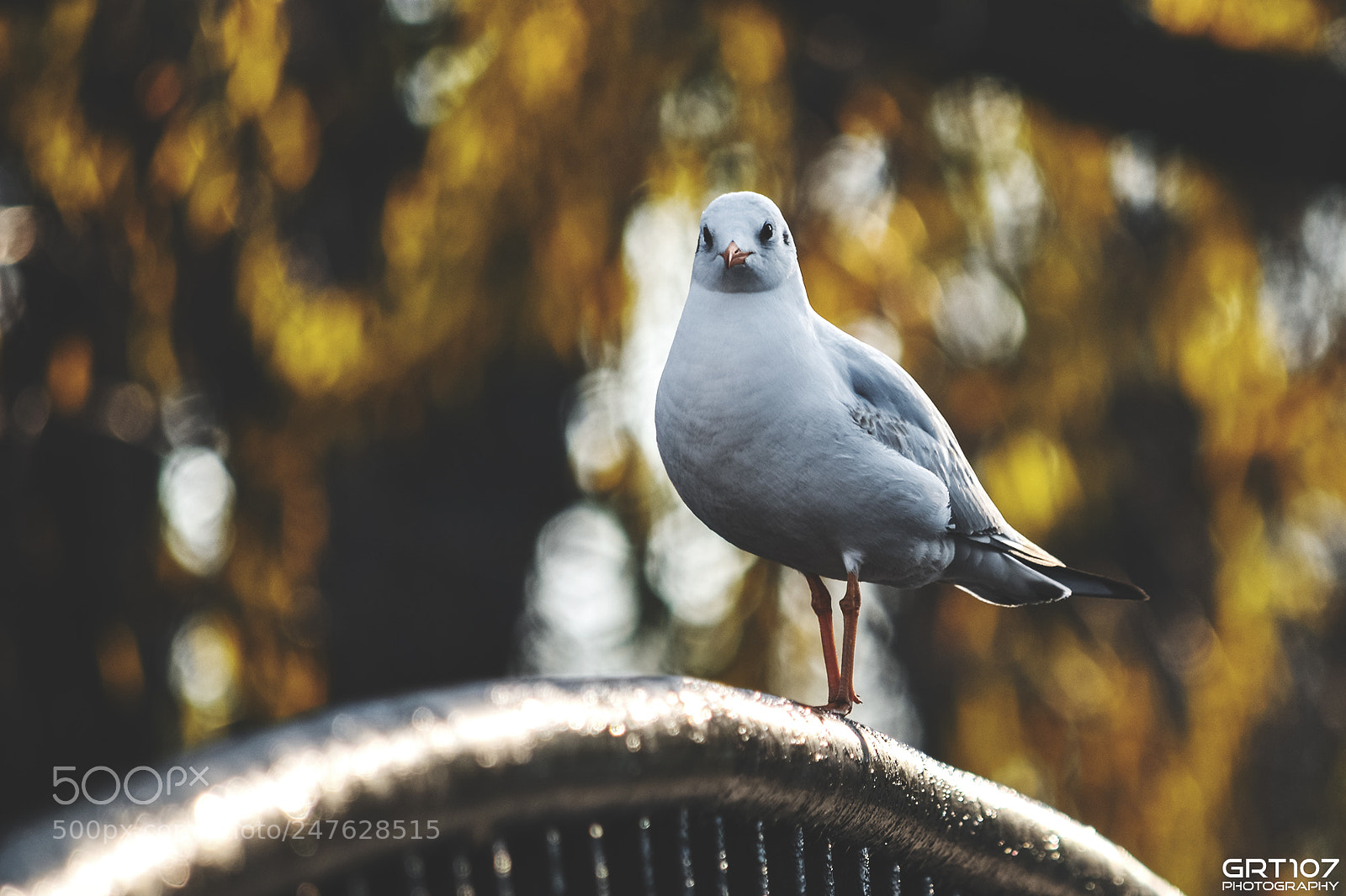 Nikon D5500 sample photo. Bird photography